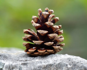 picture Visualization pine cone