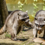 picture Visualization raccoon