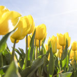 tulips-yellow