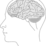 picture Being Human brain