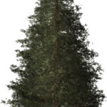 redwood-tree-inner-gold